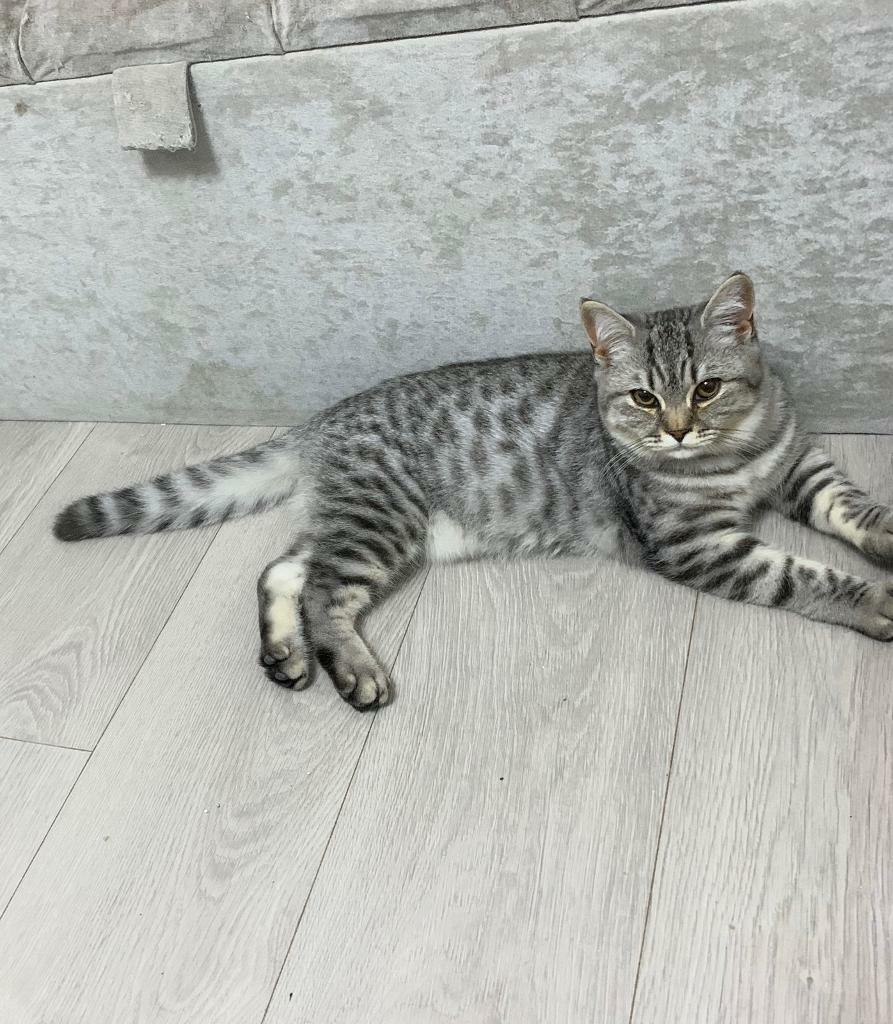british shorthair silver spotted tabby